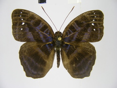 Cynandra opis bernardii