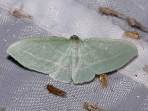 Bad-wing Moth photo 4
