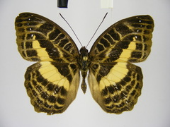 Cynandra opis bernardii