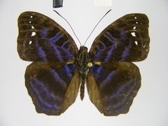 Cynandra opis bernardii