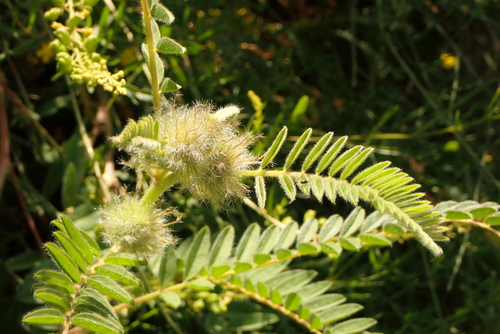 Astragalus alopecuroides
