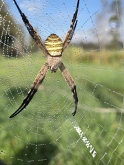 Argiope magnifica
