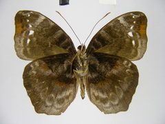 Cynandra opis bernardii
