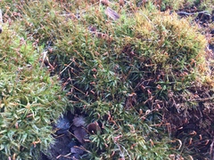 Atrichum altecristatum