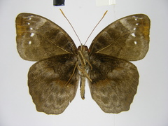 Cynandra opis bernardii