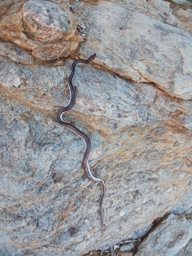 Namibian Wolf Snake