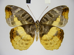 Cynandra opis bernardii