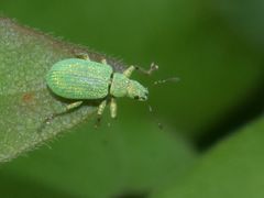 Polydrusus planifrons