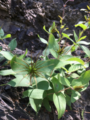 Clematis viticaulis