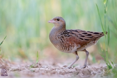 Corn Crake photo 3