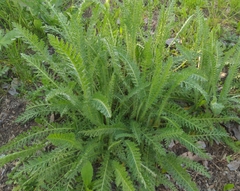 Achillea millefolium