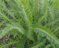 Achillea millefolium