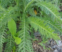 Achillea millefolium