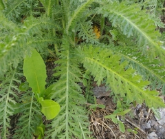 Achillea millefolium