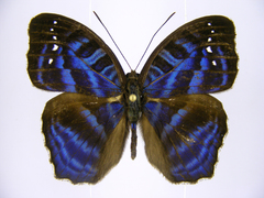 Cynandra opis bernardii