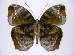 Cynandra opis bernardii