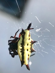 Gasteracantha taeniata