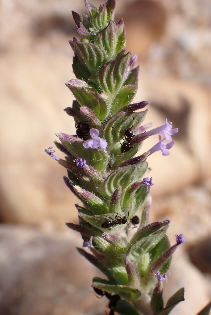 Ziziphora hispanica