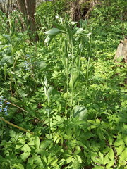 Polygonatum × hybridum