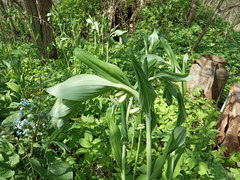 Polygonatum × hybridum