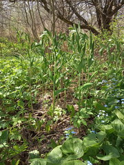 Polygonatum × hybridum