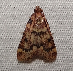 Aglossa disciferalis