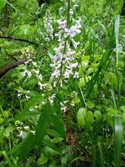 Iodanthus pinnatifidus