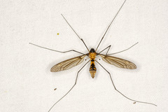 Leptotarsus clavatus