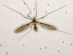 Leptotarsus clavatus