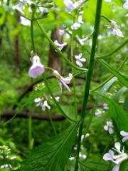 Iodanthus pinnatifidus