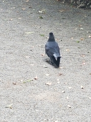 Corvus macrorhynchos