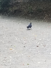 Corvus macrorhynchos