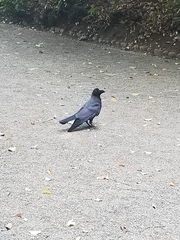 Corvus macrorhynchos