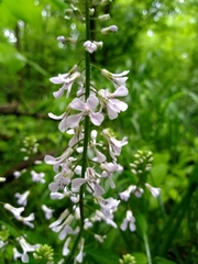 Iodanthus pinnatifidus