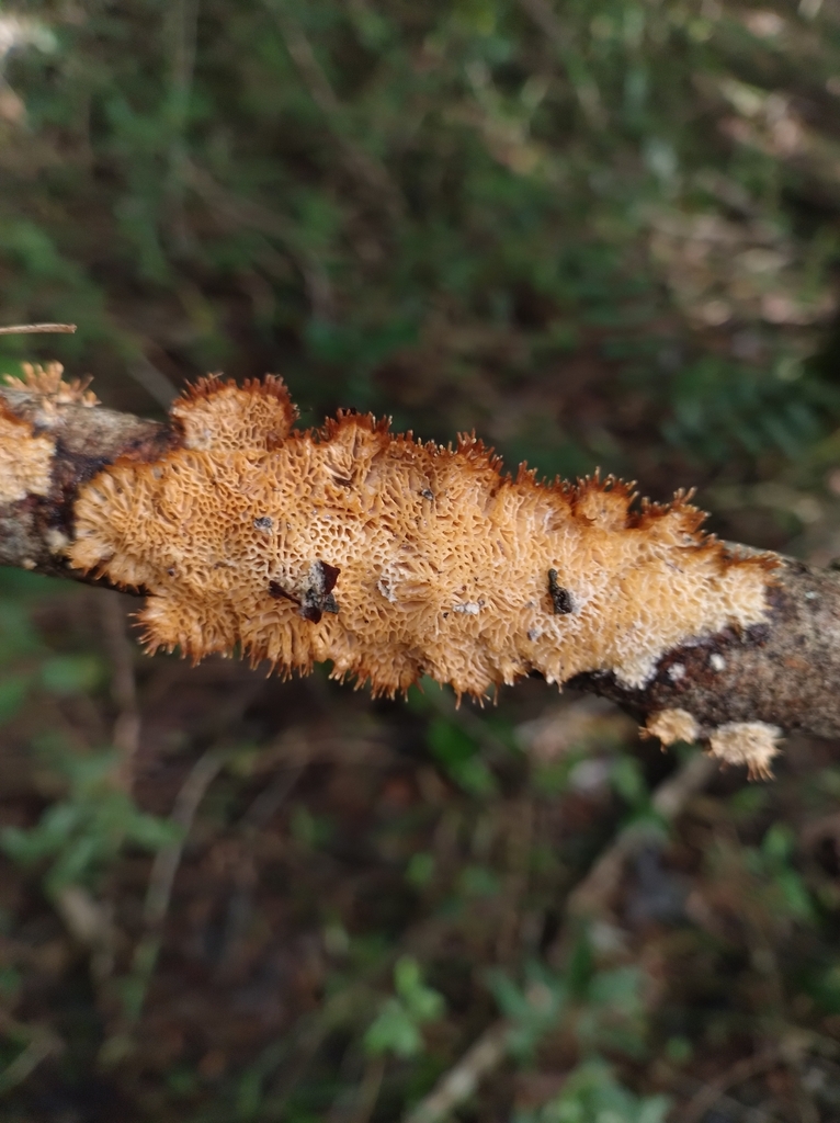 Echinoporia aculeifera · May 2024 · photo: © lelacappelli (iNaturalist, cc0)