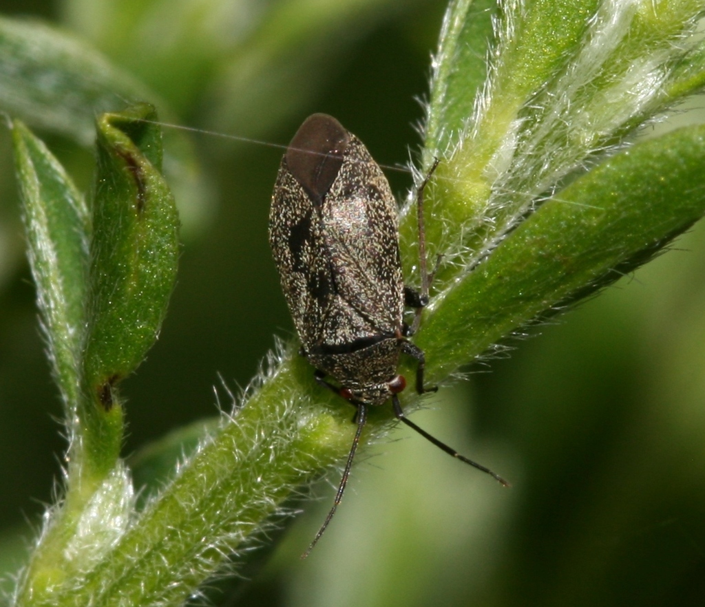 Heterocordylus tibialis
