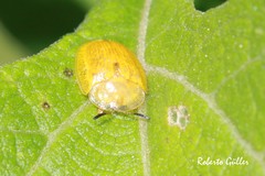 Gratiana boliviana