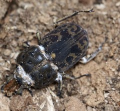 Ryssonotus nebulosus