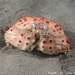 Mediterranean Shame-faced Crab - Photo (c) Frédéric ANDRE, some rights reserved (CC BY-NC), uploaded by Frédéric ANDRE