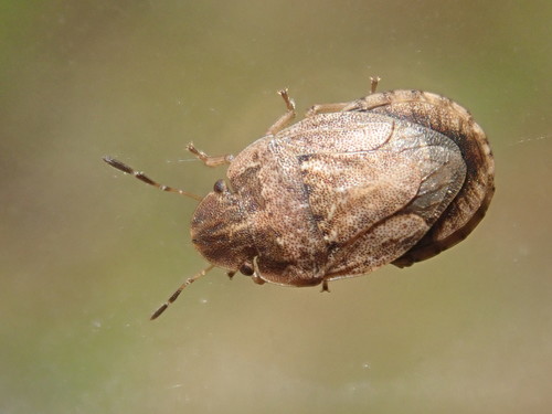 Sand-runner Shieldbug, photo 4 of 7