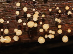 Marasmius alveolaris