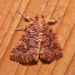 Callopistria granitosa