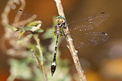 Macrothemis ultima