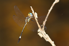 Macrothemis ultima