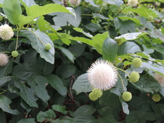 Cephalanthus occidentalis