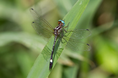 Macrothemis ultima