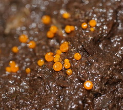 Cheilymenia raripila