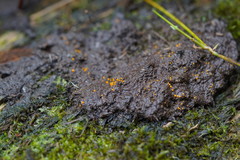 Cheilymenia raripila