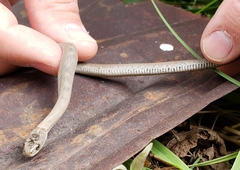 Nerodia sipedon insularum