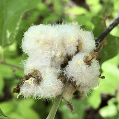 Callirhytis quercusoperator